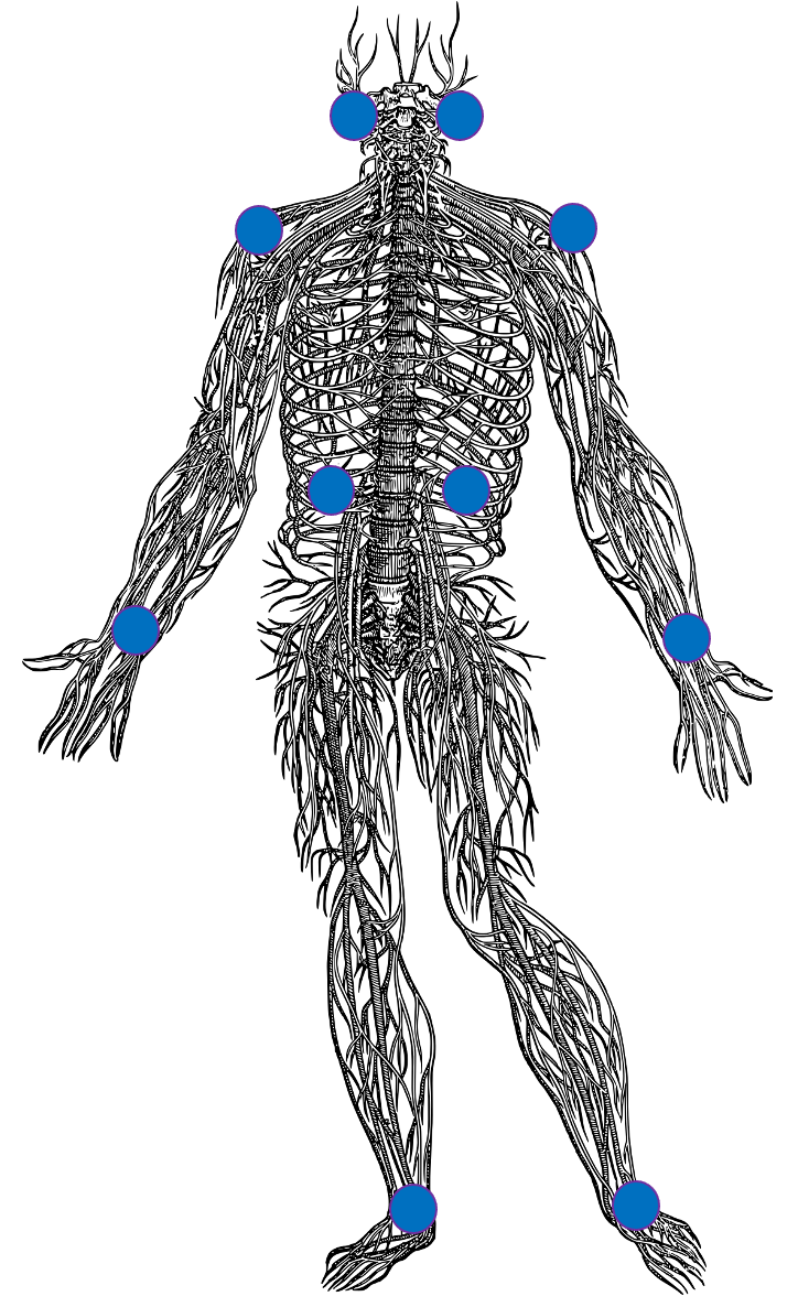 Transforming Touch® — full-body touch points diagram